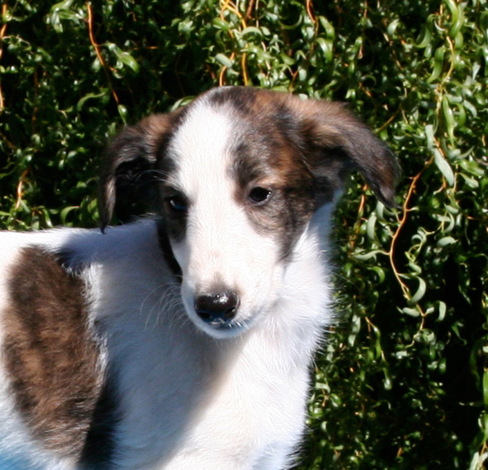 Surf Spots - Boy 1 Face